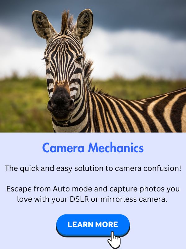 Zebra standing in the Ngorongoro Crater in Tanzania, looking at camera. Underneath is information about how to learn more about Camera Mechanics and shoot photos you love.