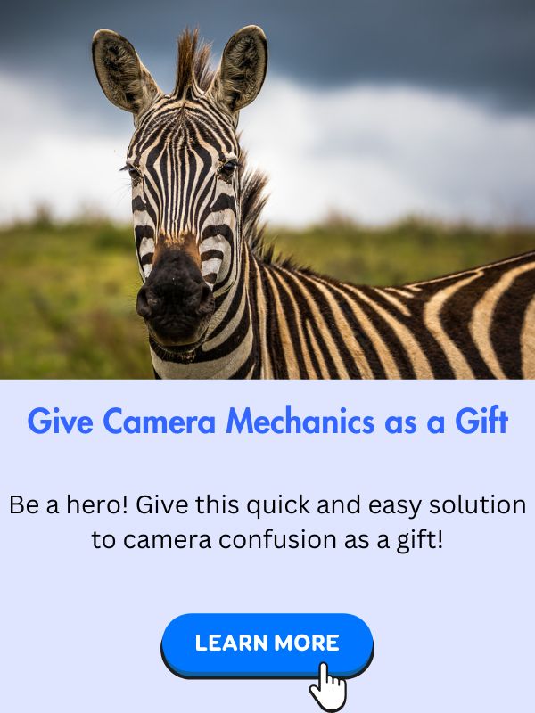 Photo of zebra looking at you with option to give Camera Mechanics as a gift with no discount.
