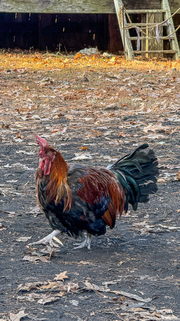 Photo of a strutting chicken in Jamestown Settlement, Virginia. His right foot is suspended in the air and he is looking at the photographer.