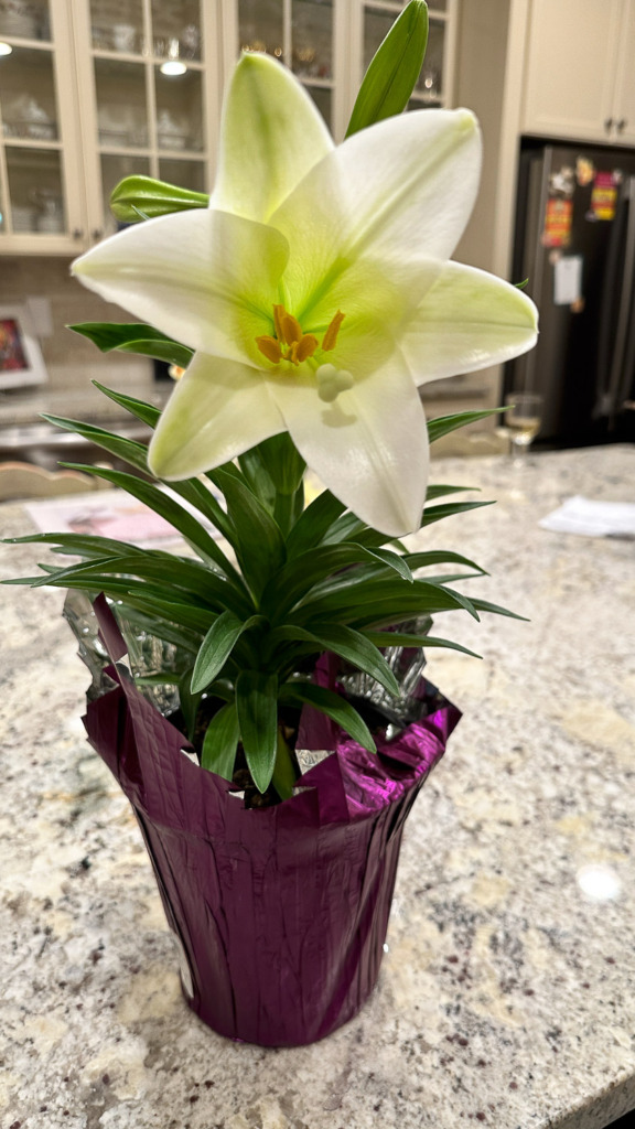 A snapshot of an Easter Lily sitting on a kitchen counter.