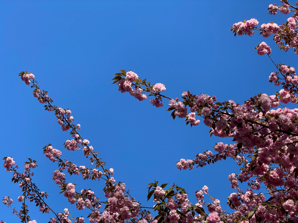 Photo of Branches of Japanese Flowering Cherry against a deep blue sky.