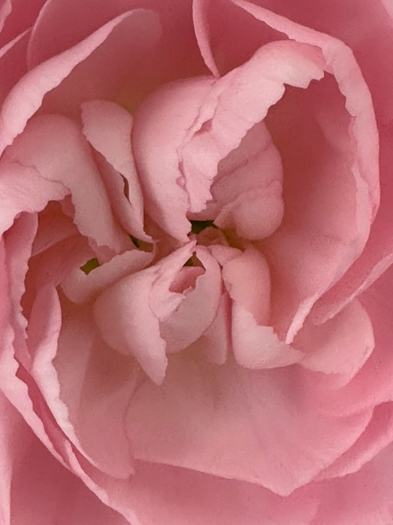 Photo of pink Carnation flower taken with iPhone in Macro Mode.