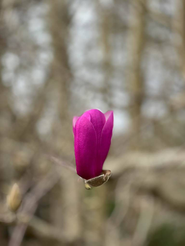 Using Portrait Mode on your iPhone when you shoot photos of flowers will allow you to isolate the purple Magnolia blossom against an early spring background.