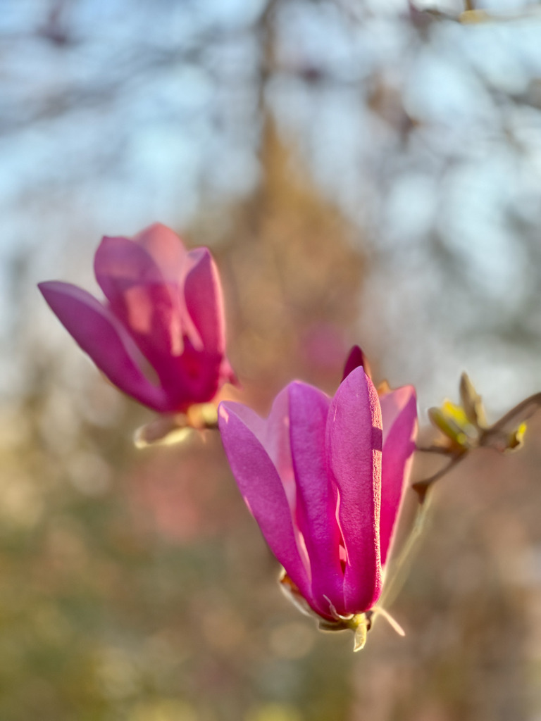 Photos of flowers like these Magnolia blossoms pop when you shoot them during the Golden hour and use Portrait Mode on your iPhone.