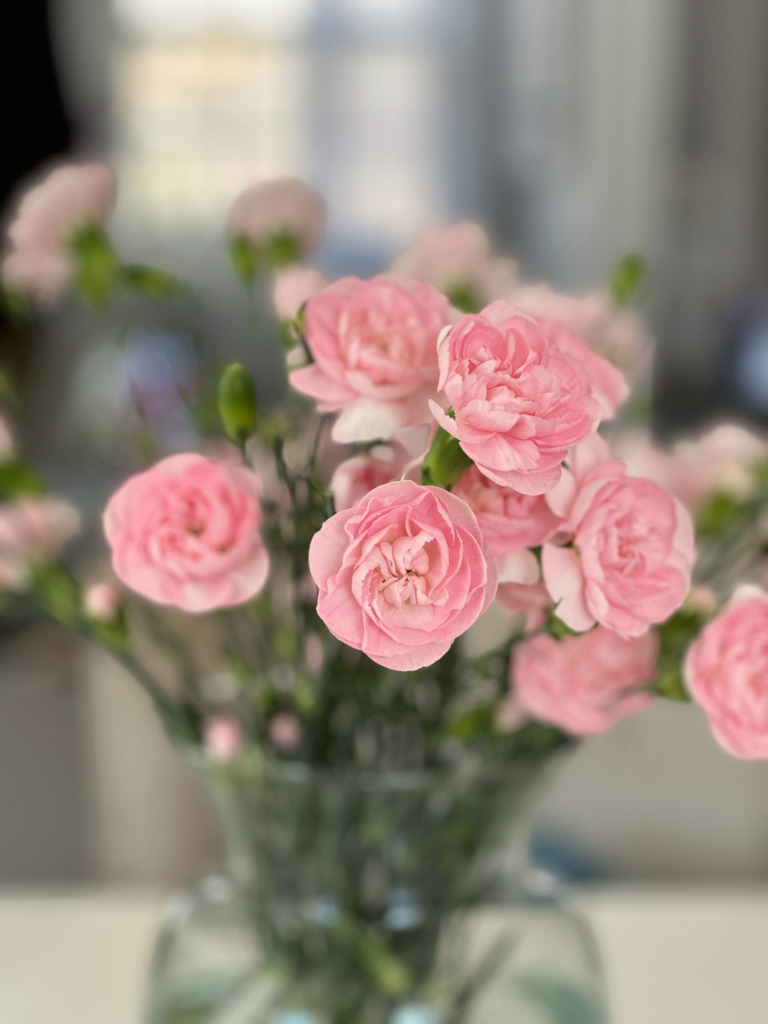 Photos of pink Carnation flowers in a vase look dreamy when you use Portrait Mode on your iPhone.