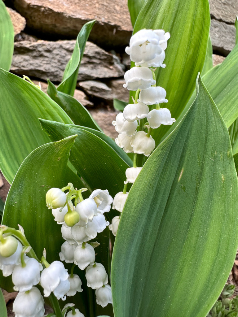 Photos of flowers like these Lily of the Valley look better if you get down low and include the rough stone wall behind them.