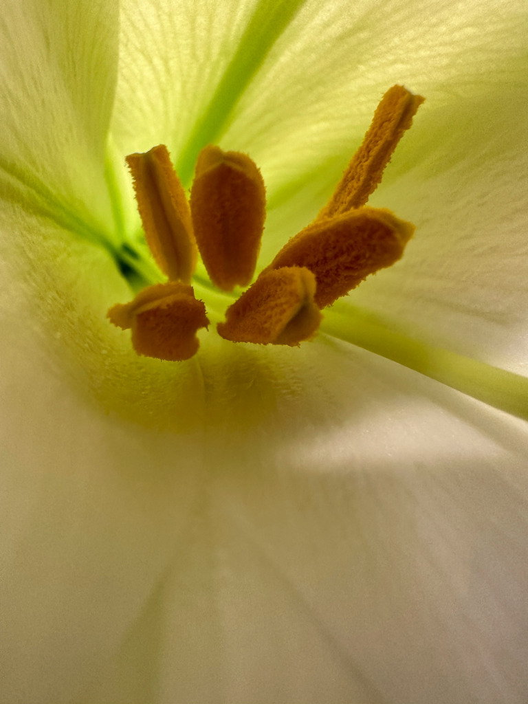 Close-up photo of Easter Lily flower showing details and taken with Macro Mode on an iPhone.