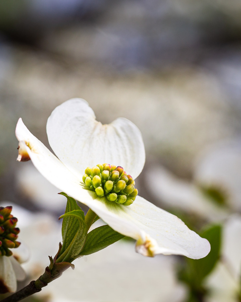 when spring comes you need to know how to change your camera time