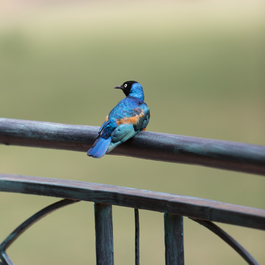 what camera mode should I use to take a photo of this Superb Starling in Kenya